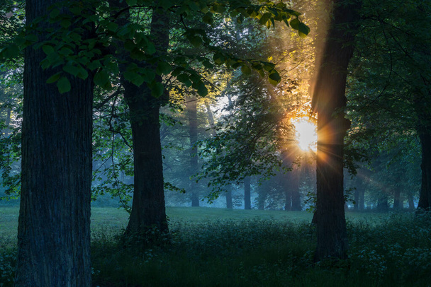 Стокгольм, Швеция, Rays dawn light shire сквозь деревья в парке Дрингхольм. - Фото, изображение