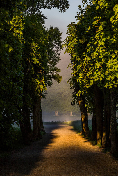 Стокгольм, Швеция, Rays of dawn light shine through a look in the trees in the Drenningholm park. - Фото, изображение