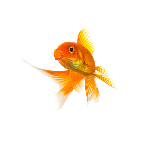 Золотая рыбка Carassius auratus на белом
 - Фото, изображение