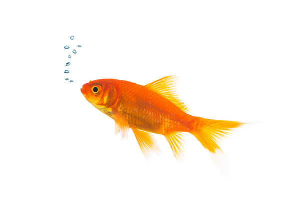 Золотая рыбка с пузырьками воздуха
 - Фото, изображение