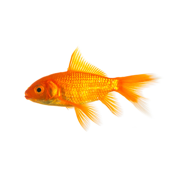 Золотая рыба изолирована на белом
 - Фото, изображение