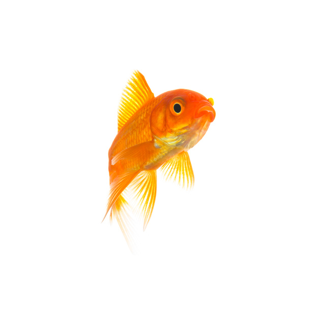 Золотая рыбка (Carassius auratus
) - Фото, изображение