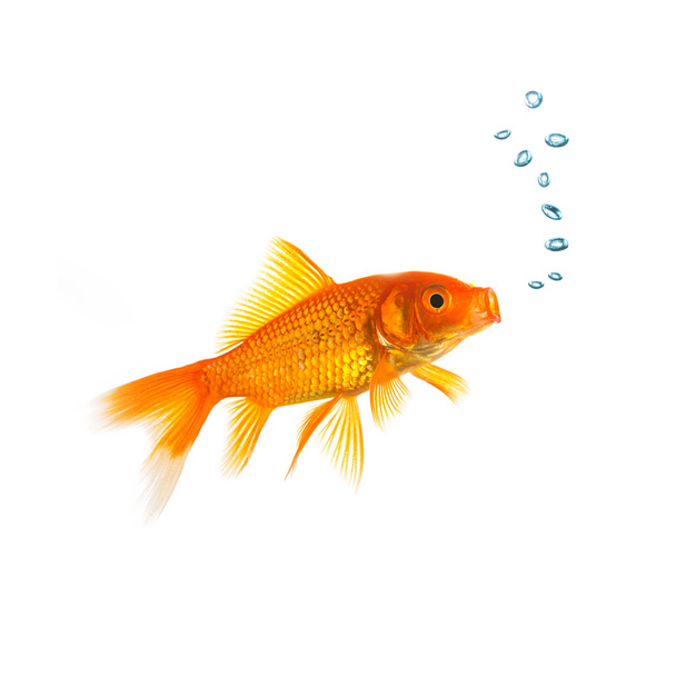 Goldfish with air bubbels - Photo, Image