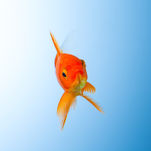Zlatá rybka ve vodě - Fotografie, Obrázek