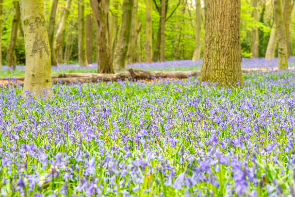 Bluebell v anglickém lese - Fotografie, Obrázek