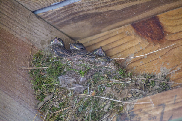 Четыре восточных младенца Фиби в гнезде из листьев мха, удерживаемых вместе с грязью, построенной под палубой в углу крупным планом весной - Фото, изображение