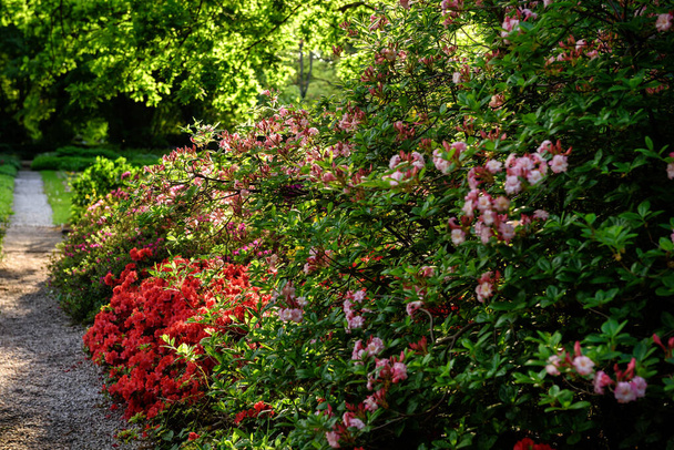 Pink and red flowers on the bushes. - Photo, Image