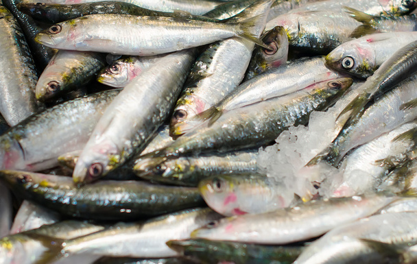 Všechny druhy zmrazených ryb na trh. - Fotografie, Obrázek