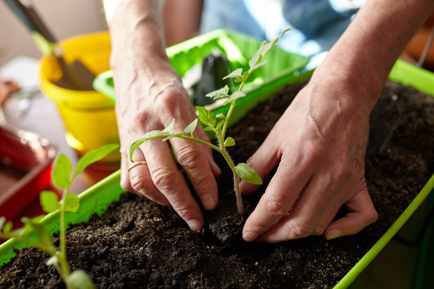 Ο γέρος κηπουρός στο θερμοκήπιο. Ανδρικά χέρια που φυτεύουν φυτά τομάτας στο χώμα, επιλεκτική εστίαση. Φυτεία και κηπουρική την άνοιξη - Φωτογραφία, εικόνα