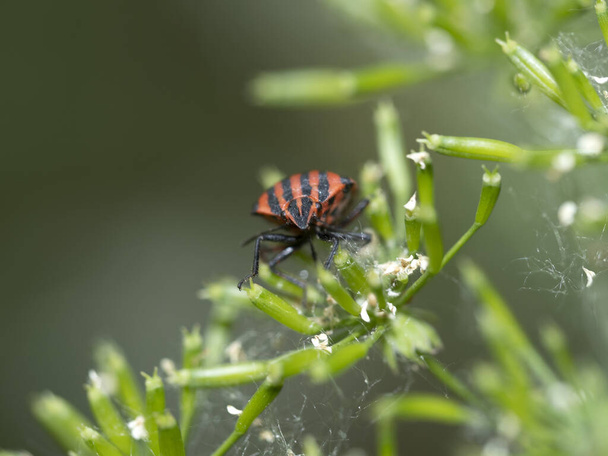 Graphosoma italicum bug beetle insect macro on plant - Photo, Image