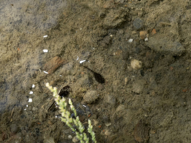 tadpole frog in a creek detail - Photo, Image