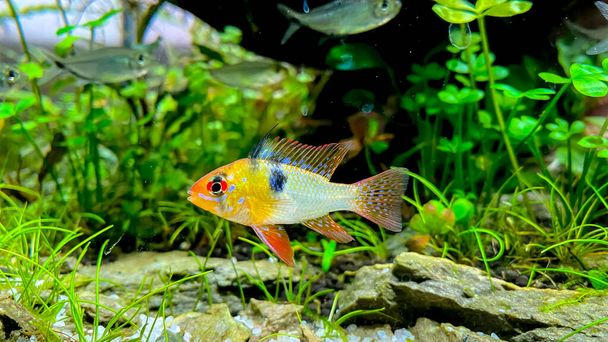 Aquarium fish Microgeophagus ramirezi, Ram cichlid  from Amazon river with some green plants and tetra fish - Фото, изображение