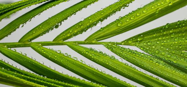 Close up of a palm tree leaf with round water droplets - Фото, зображення