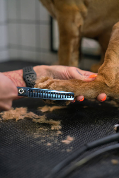 groomer cuts paws with scissors to brown labrador dog on table in grooming - Фото, зображення