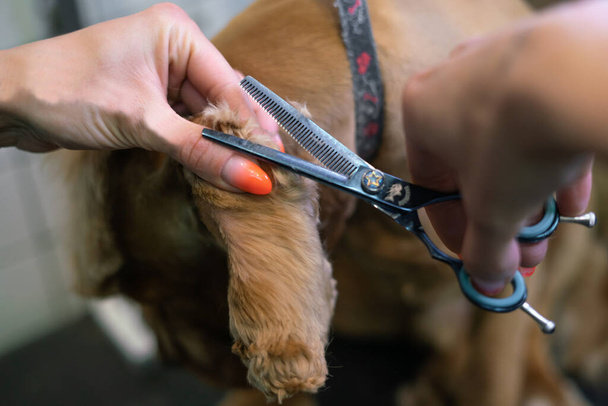 groomer cuts paws with scissors to brown labrador dog on table in grooming - Fotó, kép