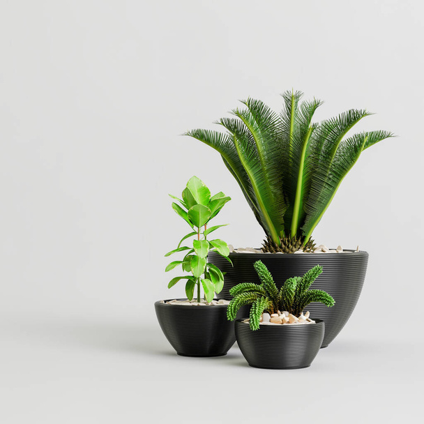 植物コレクションの3Dイラスト白の背景に隔離された黒い鉢植え - 写真・画像