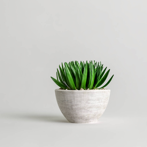 Illustration 3D de plantes en pot de pierre isolées sur fond blanc - Photo, image