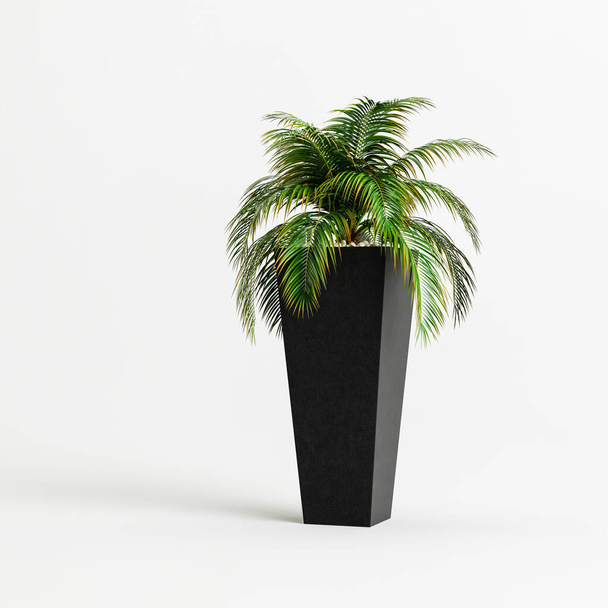 3D-Illustration der Pflanze im schwarzen Topf isoliert auf weißem Hintergrund - Foto, Bild