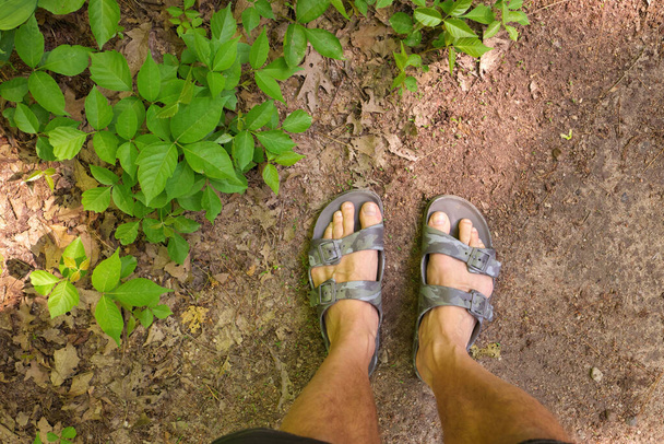 Directamente por encima de POV toma de pies de hombre en sandalias junto a un parche de plantas de hiedra venenosa en un día soleado. Foto de alta calidad - Foto, imagen