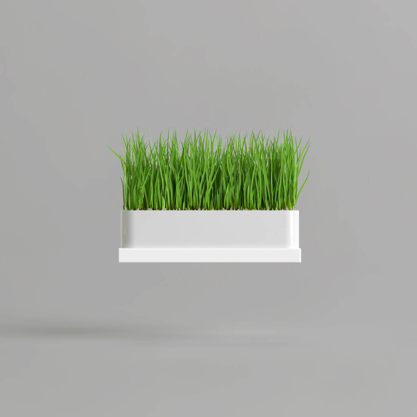 3d illustration of grass in white potted isolated on white background - Fotó, kép