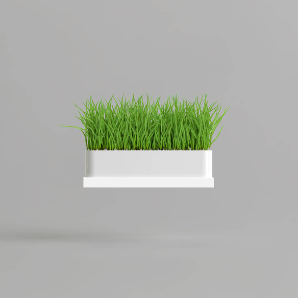 3d illustration of grass in white potted isolated on white background - Fotografie, Obrázek