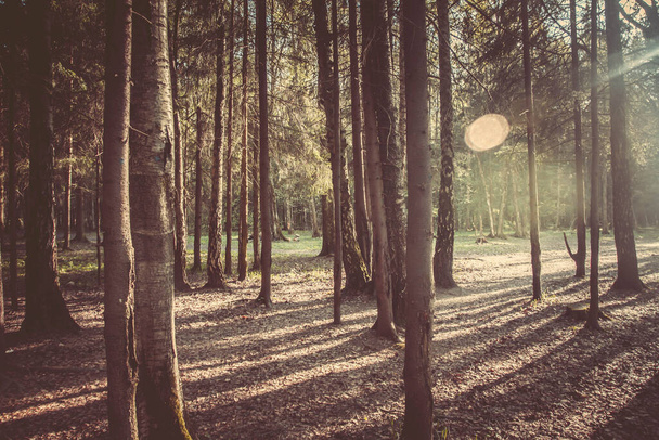 Forêt printanière le matin, paysage. Coucher de soleil dans la forêt - Photo, image