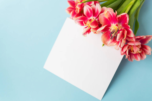 Kreative Frühlingskomposition aus Tulpen mit pastellblauem Papier und weißem Blatt zur Beschriftung. Minimal flaches Verlegekonzept. Fertige Postkarte, Banner - Foto, Bild
