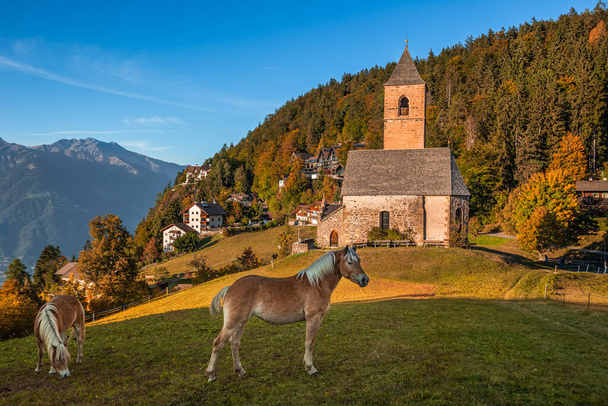 Hafling, Olaszország - olasz lovak és a hegyi templom Szent Katalin (Chiesa di Santa Caterina) közelében Hafling - Avelengo egy őszi délután az olasz Dolomitok Dél-Tirol a háttérben - Fotó, kép