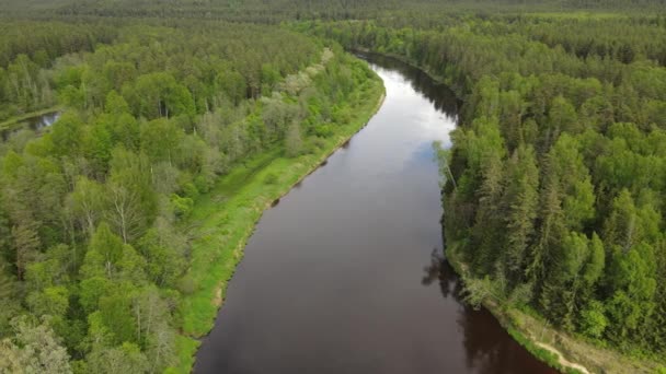 İlkbaharda Letonya nehri Gauja 'nın insansız hava aracı görüntüsü. Yukarıdan geniş nehir manzarası - Video, Çekim