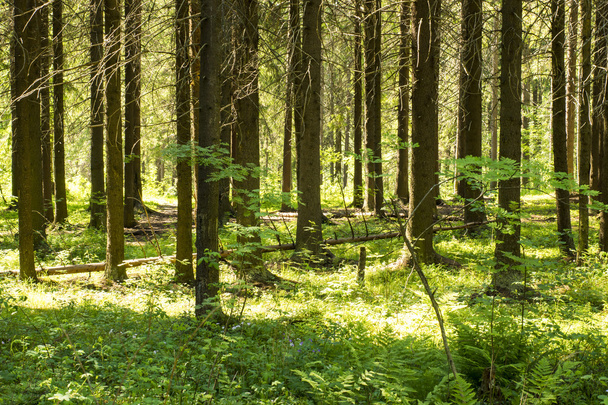 Літній сосновий ліс
 - Фото, зображення