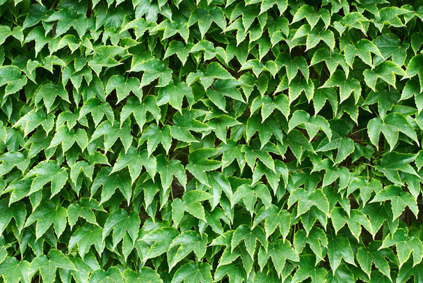 bindweed borítja az egész falat, és terjed, mint egy zöld szőnyeg - Fotó, kép