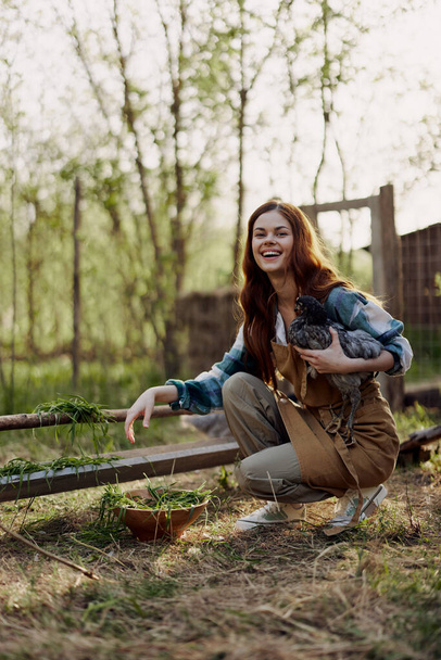家禽ペンの屋外では,若い女性農家が若い鶏と笑顔に新鮮な緑の草を養っています. 高品質の写真 - 写真・画像