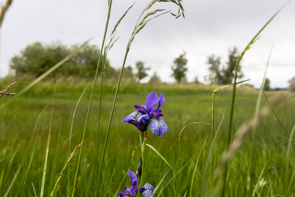 Blauwe Siberische iris op de beschermde nestweiden aan de zuidkust van de Ammersee in Beieren - Foto, afbeelding