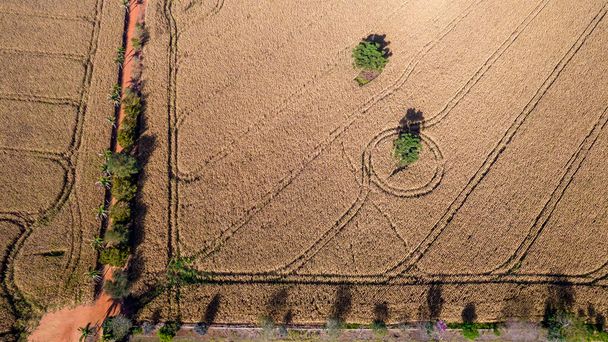 Aerial view of a cornfield in the countryside. On a farm in Brazil. With planting line marking. - Valokuva, kuva