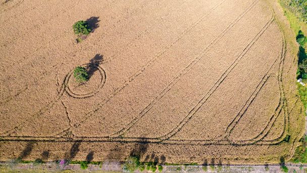 Aerial view of a cornfield in the countryside. On a farm in Brazil - Foto, Bild