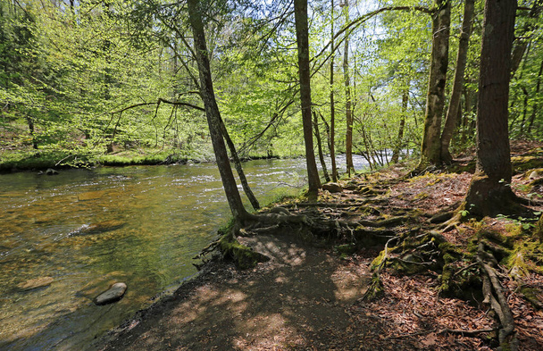 Kleine rivier in het bos - Great Smoky Mountains NP, Tennessee - Foto, afbeelding