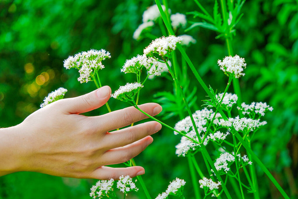 Valerian officinalis.Hand touches valerian flowers in the summer garden .Healing herbs.White flowers of Valerian officinalis  - Photo, Image