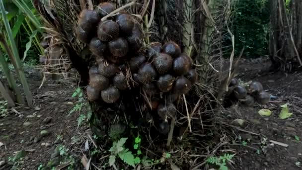 Salakvruchten of slangenvruchten die vruchten dragen, groeien in de hooglanden die voldoende water en zonlicht krijgen, een uitzicht op het platteland van Indonesië - Video