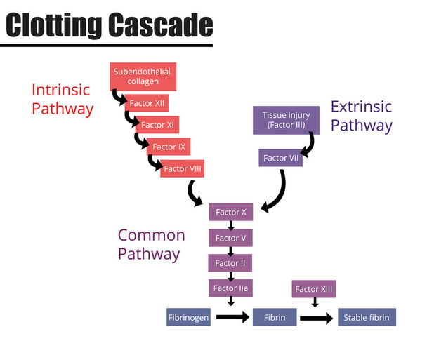 Het Clotting Cascade gelabeld diagram. Bloedstollingsfactoren. Vector illustratie. Didactische illustratie. - Vector, afbeelding