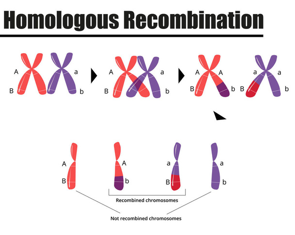 Homologous DNA recombination in gamete formation. Vector illustration. Didatic illustration. - Vector, Image