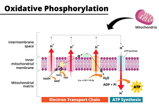 Proceso de fosforilación oxidativa. Cadena de transporte electrónico. El último paso en la respiración celular. Ilustración vectorial. Ilustración didática. - Vector, imagen