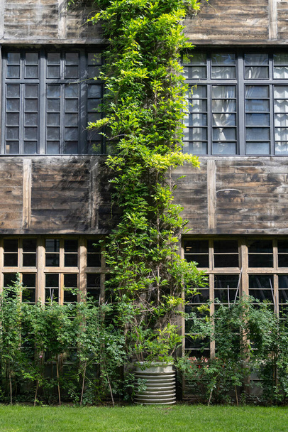 Façade verte, concept de maison écologique. Ivy bâtiment couvert à Tbilissi Géorgie. Rampant de vigne autour de la fenêtre sur la maison de façade couvert de raisin sauvage.  - Photo, image