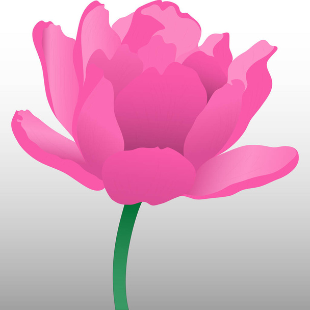 Pink tulips vector isolated on white background, flowers in for design and greeting postcards, vector illustration - Vecteur, image