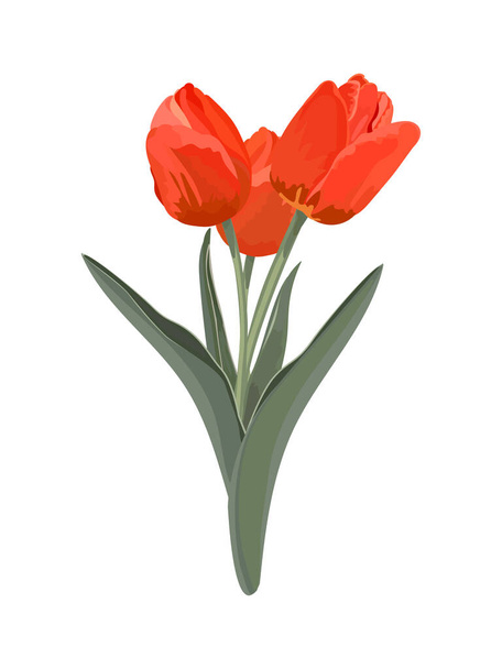 bouquet of tulips. Vector stock illustration  - Vector, Image