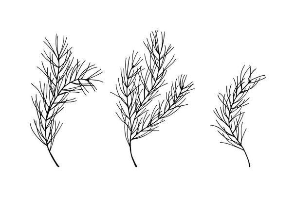 ramos desenhados à mão de plantas. ilustração vetorial. - Vetor, Imagem