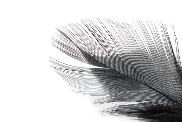 текстура чорного пера на білому фоні
 - Фото, зображення