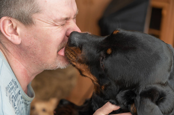 Un grosso cane nero lecca la faccia di un uomo. Cane adulto femmina Rottweiler baciare il proprietario. Un maschio adulto con gli occhi chiusi dall'emozione. - Foto, immagini
