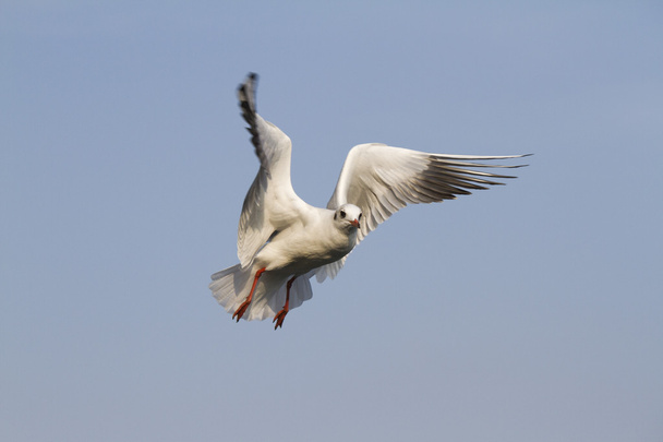 Mosca da gaivota no lago
 - Foto, Imagem