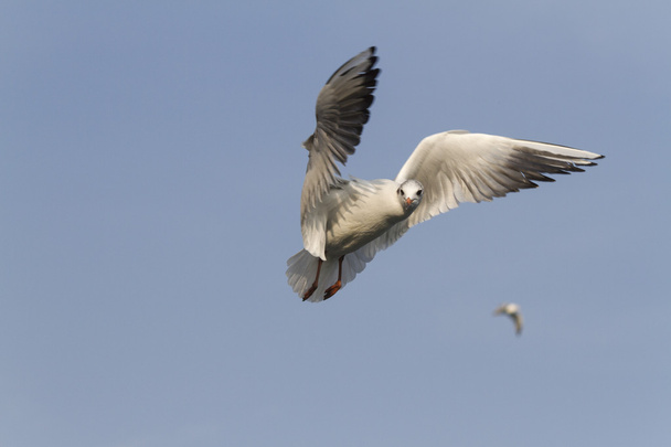 Mosca da gaivota no lago
 - Foto, Imagem