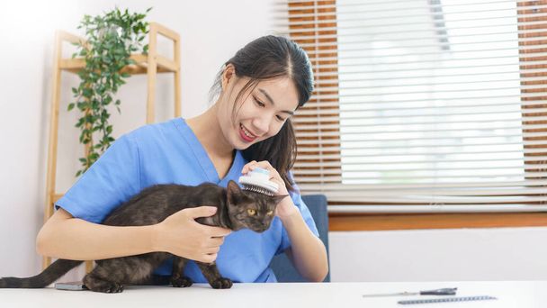 Pet salon concept, Female veterinarian use combing hair brush to brushing fur of cat in the salon. - Fotó, kép